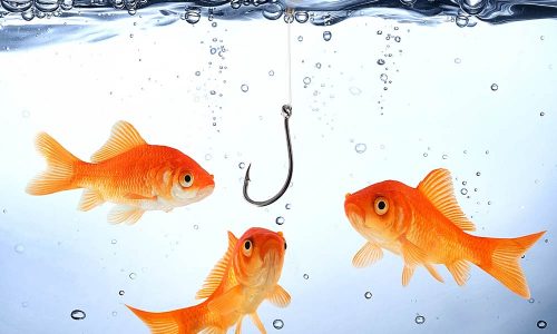 Phishing Scam